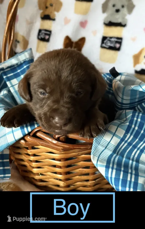 Chocolate male – Labrador Retriever puppy for sale in Bloomville, OH