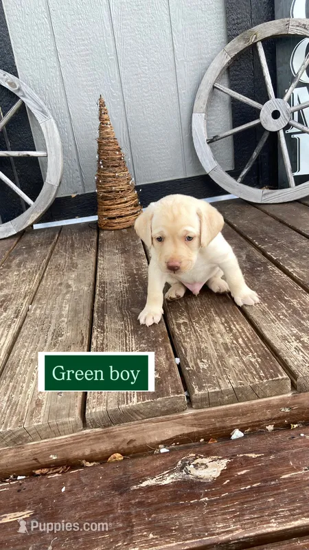 Yellow male – Labrador Retriever puppy for sale in Bloomville, OH