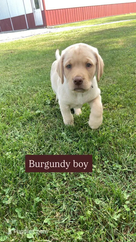Yellow male – Labrador Retriever puppy for sale in Bloomville, OH