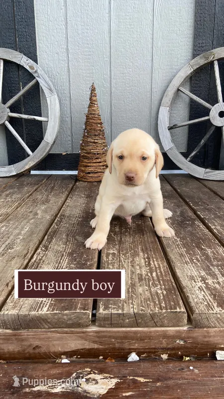 Yellow male – Labrador Retriever puppy for sale in Bloomville, OH