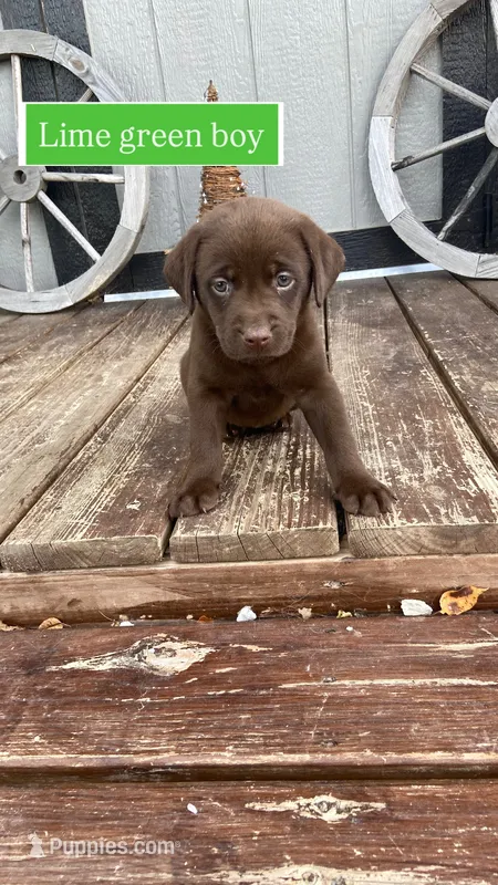 Chocolate male – Labrador Retriever puppy for sale in Bloomville, OH