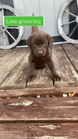 Chocolate male, a male Labrador Retriever for sale in Bloomville, OH – 1 of 1