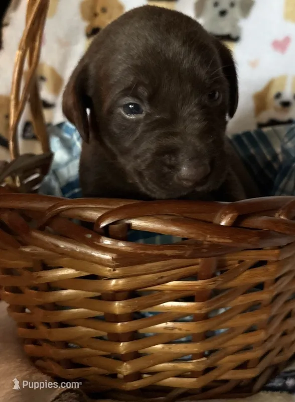 Chocolate male – Labrador Retriever puppy for sale in Bloomville, OH
