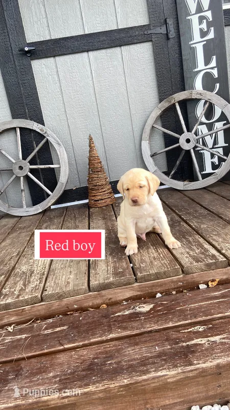 Yellow male  – Labrador Retriever puppy for sale in Bloomville, OH