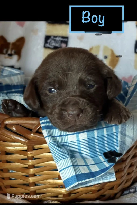 Chocolate male  – Labrador Retriever puppy for sale in Bloomville, OH