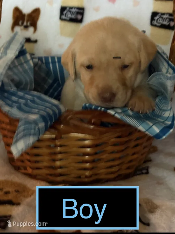 Yellow male  – Labrador Retriever puppy for sale in Bloomville, OH