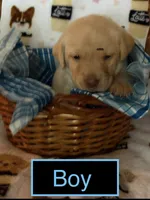 Yellow male , a male Labrador Retriever for sale in Bloomville, OH – 1 of 1