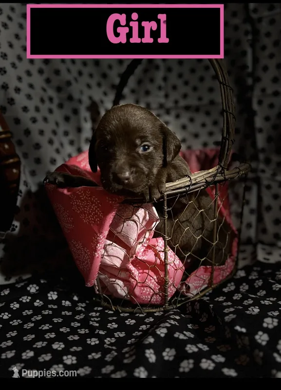 Chocolate female  – Labrador Retriever puppy for sale in Bloomville, OH