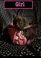 Chocolate female , a female Labrador Retriever for sale in Bloomville, OH – 1 of 1