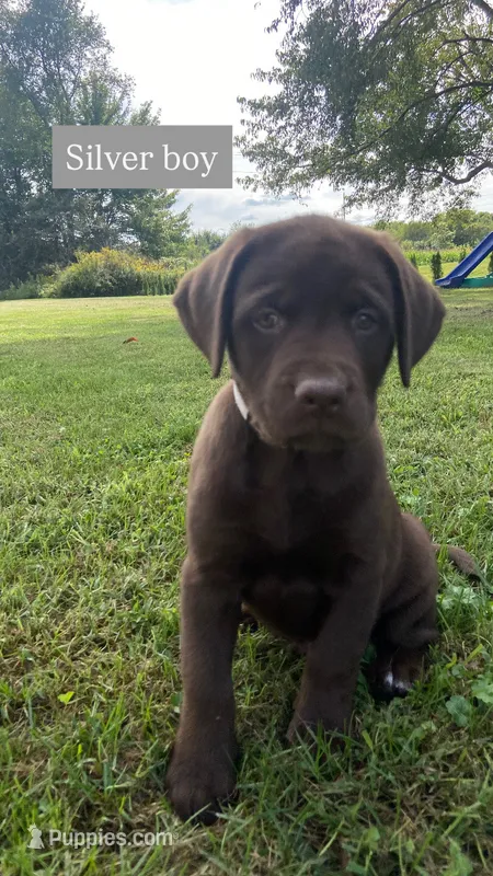 Chocolate male – Labrador Retriever puppy for sale in Bloomville, OH