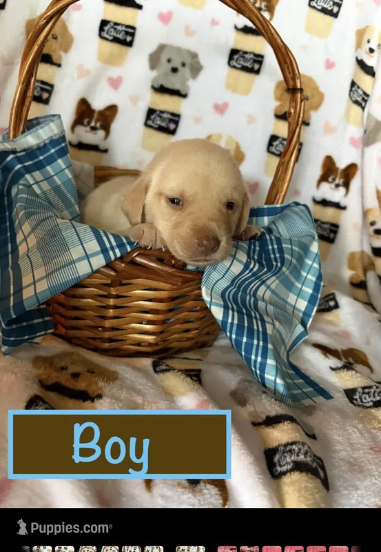 Yellow male – Labrador Retriever puppy for sale in Bloomville, OH
