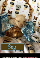 Yellow male, a male Labrador Retriever for sale in Bloomville, OH – 1 of 1