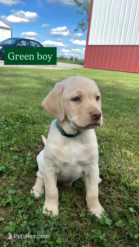 Yellow male – Labrador Retriever puppy for sale in Bloomville, OH