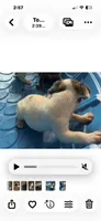 Puppy 4, a female French Bulldog for sale in Kansas City, MO – 3 of 9