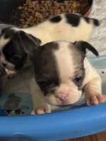 Puppy 4, a female French Bulldog for sale in Kansas City, MO – 2 of 9