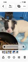 Puppy 4, a female French Bulldog for sale in Kansas City, MO – 5 of 9