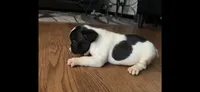 Puppy 1, a female French Bulldog for sale in Kansas City, MO – 3 of 10