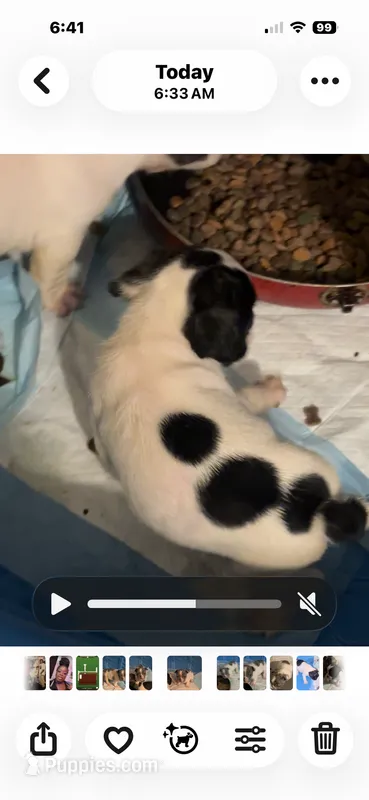 Puppy 2 – French Bulldog puppy for sale in Kansas City, MO