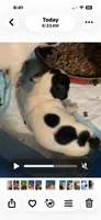 Puppy 2, a male French Bulldog for sale in Kansas City, MO – 1 of 1