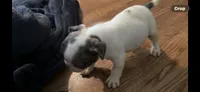Puppy 4, a female French Bulldog for sale in Kansas City, MO – 7 of 9