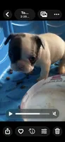 Puppy 4, a female French Bulldog for sale in Kansas City, MO – 6 of 9