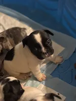 Puppy 1, a female French Bulldog for sale in Kansas City, MO – 5 of 10