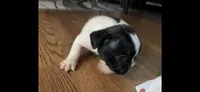 Puppy 1, a female French Bulldog for sale in Kansas City, MO – 9 of 10
