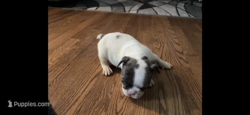 Puppy 4 – French Bulldog puppy for sale in Kansas City, MO