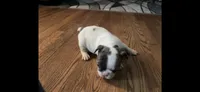 Puppy 4, a female French Bulldog for sale in Kansas City, MO – 1 of 9
