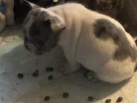 Puppy 3, a male French Bulldog for sale in Kansas City, MO – 7 of 10