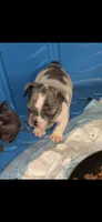 Puppy 3, a male French Bulldog for sale in Kansas City, MO – 6 of 10