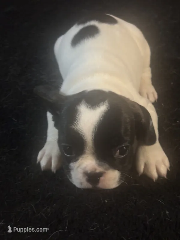 Puppy 2 – French Bulldog puppy for sale in Kansas City, MO