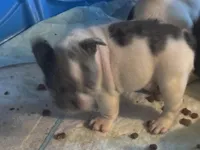 Puppy 3, a male French Bulldog for sale in Kansas City, MO – 5 of 10
