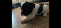 Puppy 1, a female French Bulldog for sale in Kansas City, MO – 6 of 10