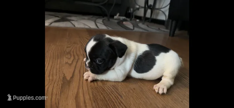 Puppy 1 – French Bulldog puppy for sale in Kansas City, MO