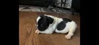 Puppy 1, a female French Bulldog for sale in Kansas City, MO – 1 of 10