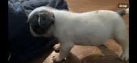 Puppy 4, a female French Bulldog for sale in Kansas City, MO – 8 of 9
