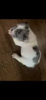 Puppy 3, a male French Bulldog for sale in Kansas City, MO – 9 of 10