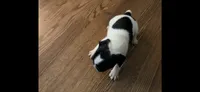 Puppy 1, a female French Bulldog for sale in Kansas City, MO – 8 of 10