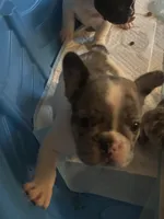 Puppy 3, a male French Bulldog for sale in Kansas City, MO – 4 of 10
