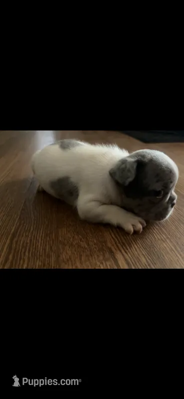 Puppy 3 – French Bulldog puppy for sale in Kansas City, MO