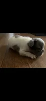 Puppy 3, a male French Bulldog for sale in Kansas City, MO – 1 of 10