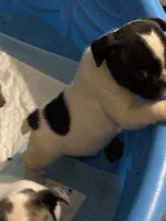 Puppy 1, a female French Bulldog for sale in Kansas City, MO – 7 of 10