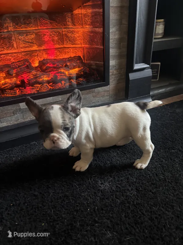 Puppy 4 – French Bulldog puppy for sale in Kansas City, MO