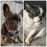 Puppy 1, a female French Bulldog for sale in Kansas City, MO – 10 of 10