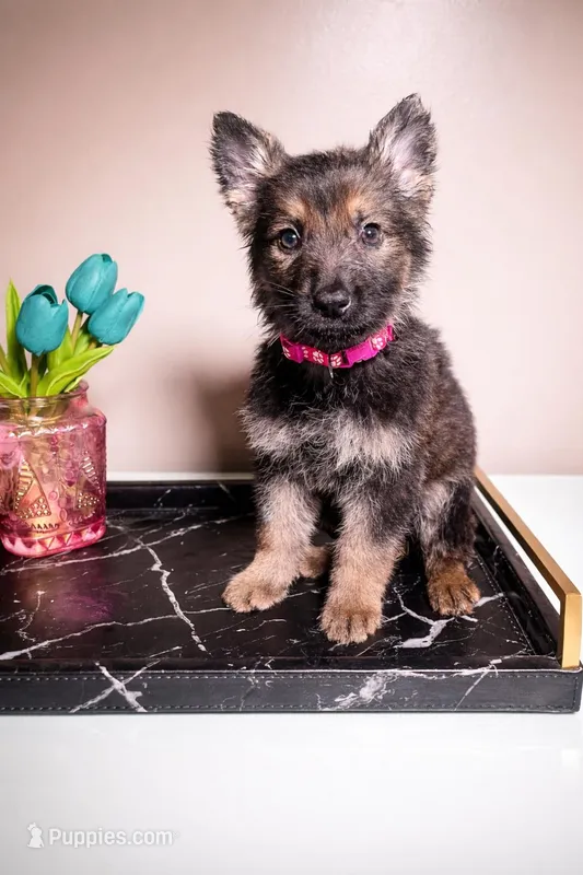Pink Collar – German Shepherd Dog puppy for sale in Decatur, GA