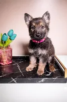 Pink Collar, a female German Shepherd Dog for sale in Decatur, GA – 1 of 1