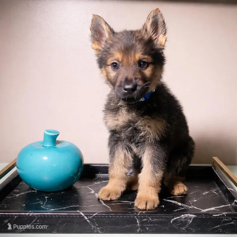 Blue Collar – German Shepherd Dog puppy for sale in Decatur, GA