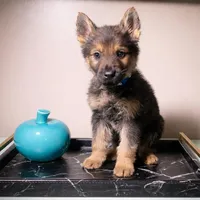 Blue Collar, a male German Shepherd Dog for sale in Decatur, GA – 1 of 1