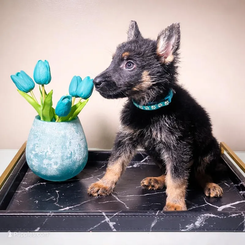 Sky Blue – German Shepherd Dog puppy for sale in Decatur, GA